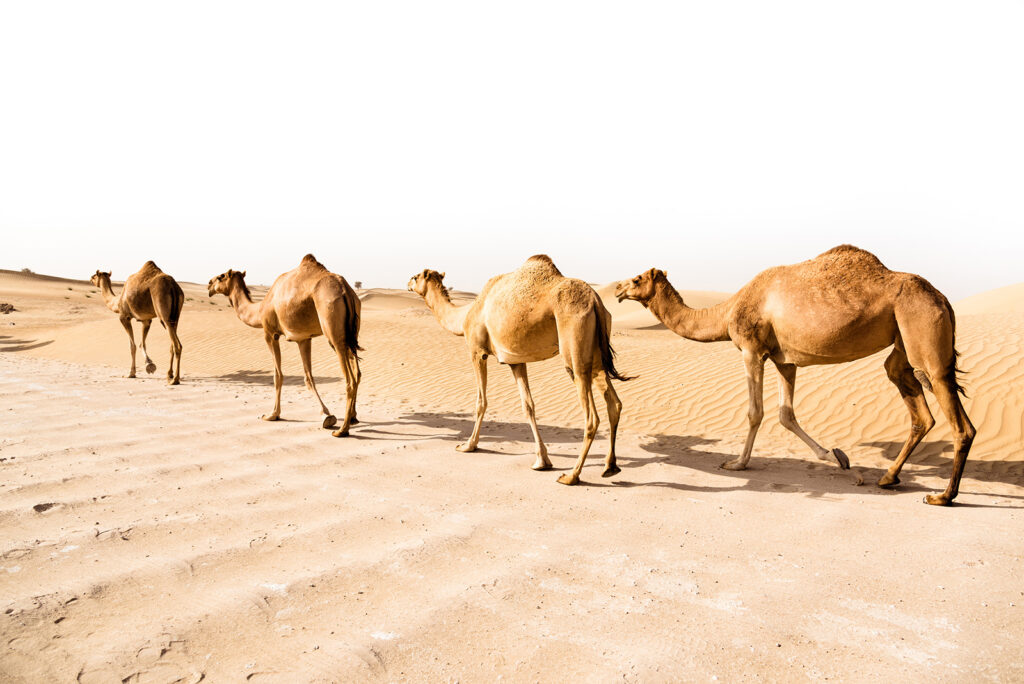 Camel market Al Ain, Abu Dhabi