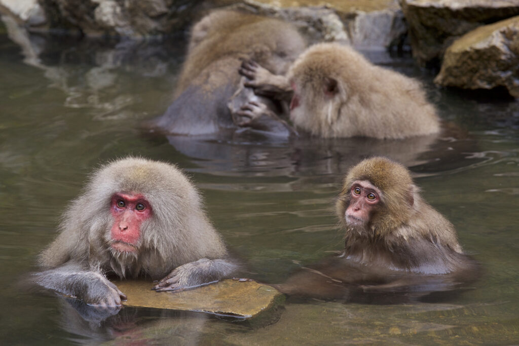 Jigokudani Monkey Park