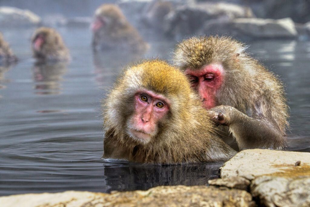 Jigokudani Monkey Park
